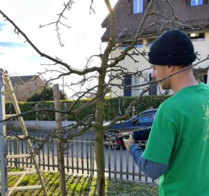 Taille des arbres