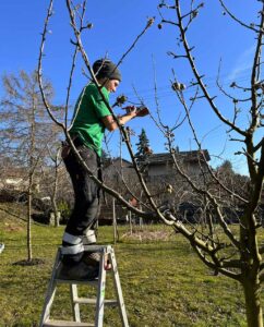 Taille des arbres